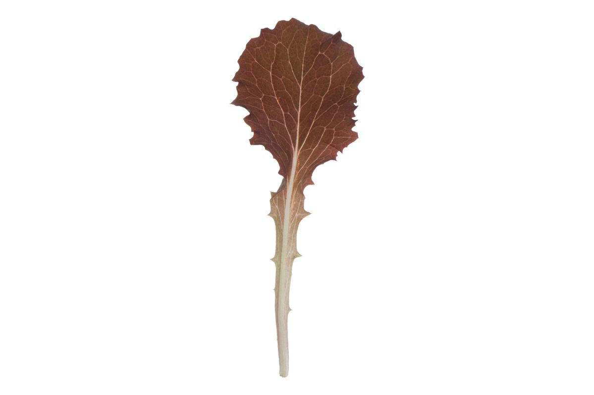 Tamarindo – Organic Lettuce Seed
